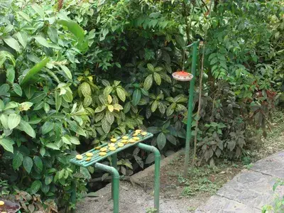 Asa Wright Nature Centre